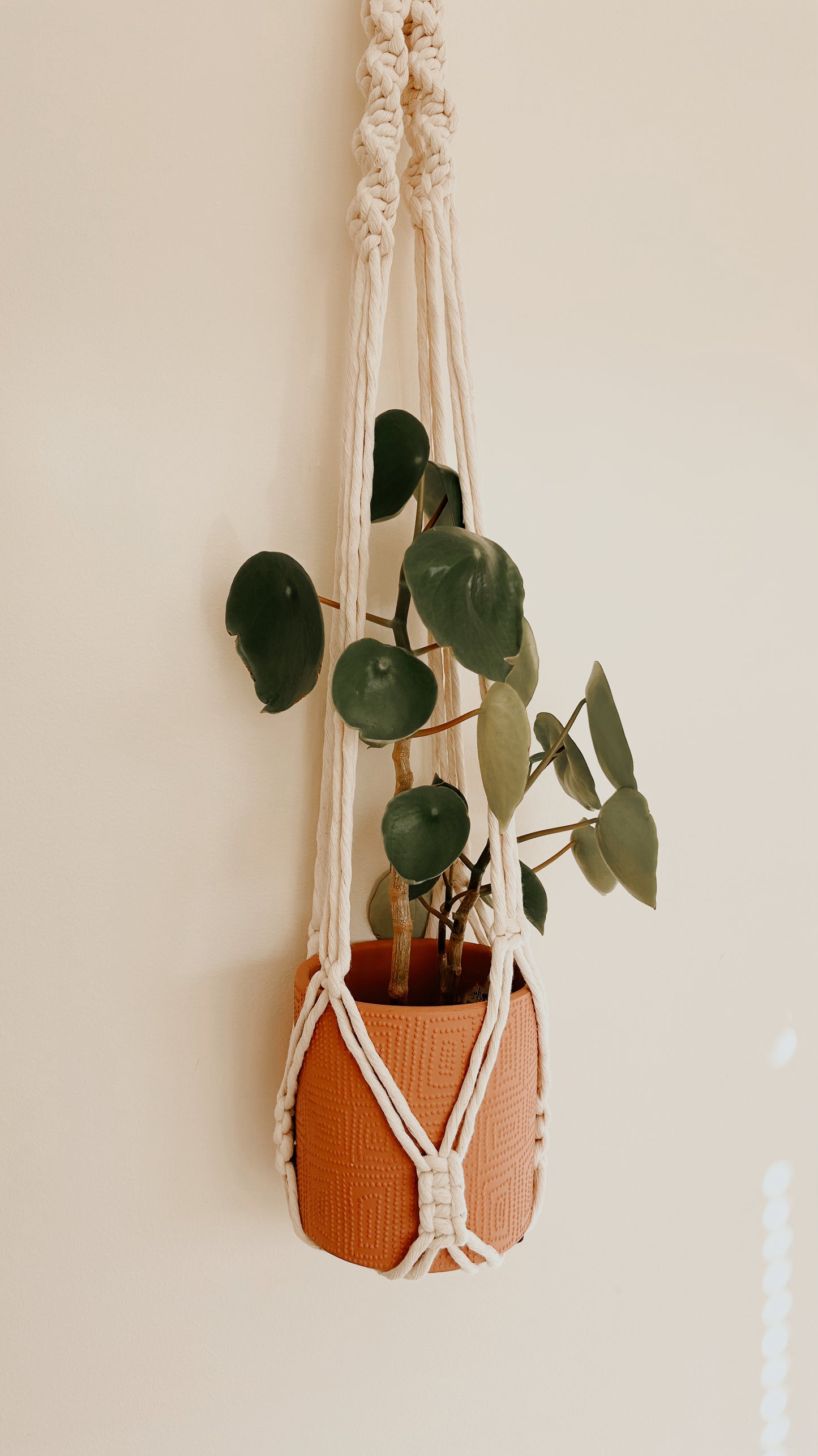 Plant Hanging - No Tassel