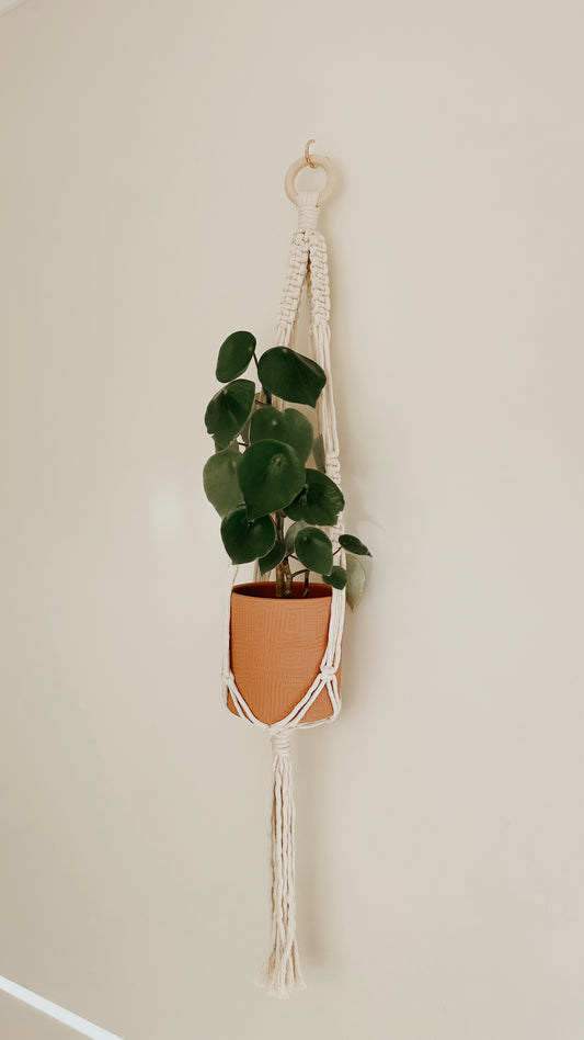 Plant Hanging - Minimalist